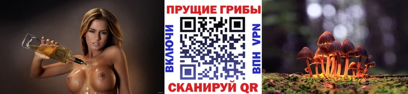как найти Юрьев-Польский Галлюциногенные грибы Psilocybine cubensis